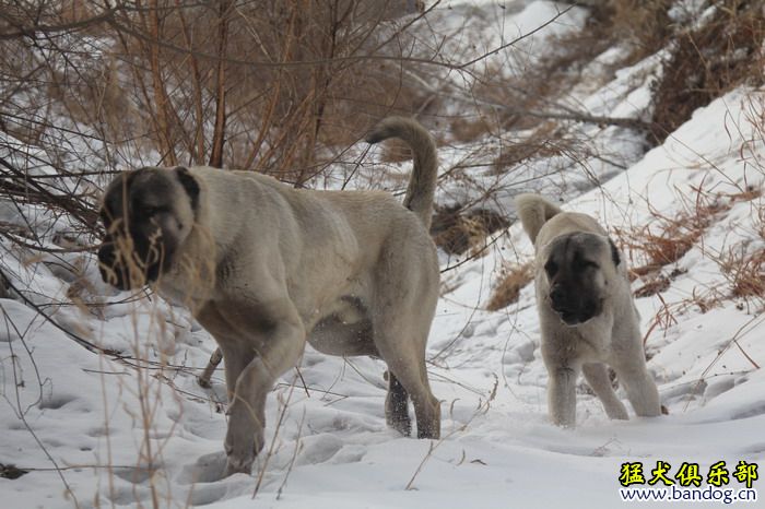 2015展示贵族名犬城土耳其坎高犬pk视频