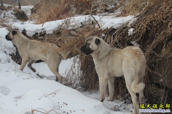 2015展示贵族名犬城土耳其坎高犬pk视频