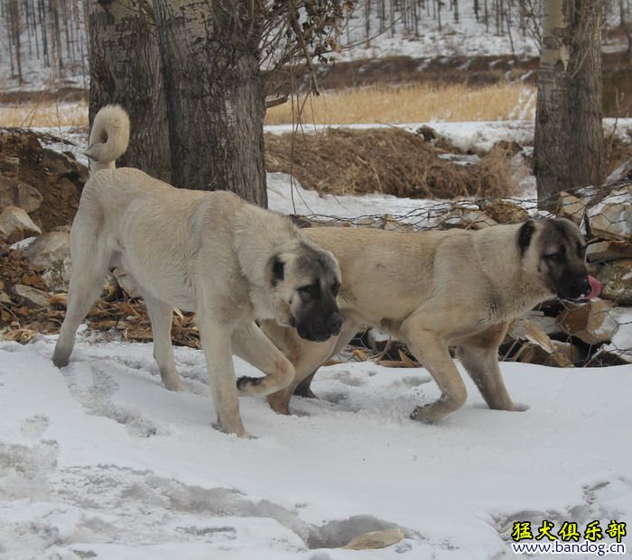 2015展示贵族名犬城土耳其坎高犬pk视频