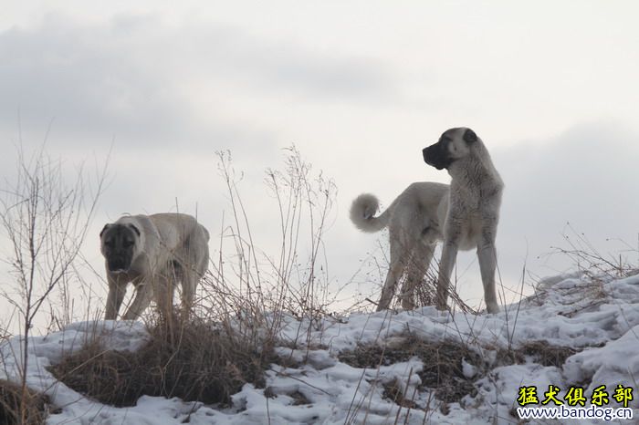 2015展示貴族名犬城土耳其坎高犬pk視頻 - 第3頁