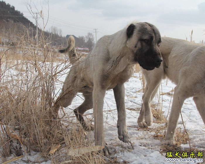 2015展示贵族名犬城土耳其坎高犬pk视频