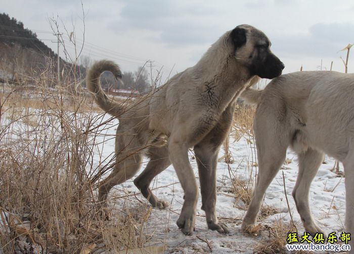 2015展示贵族名犬城土耳其坎高犬pk视频