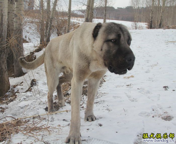 2015展示貴族名犬城土耳其坎高犬pk視頻