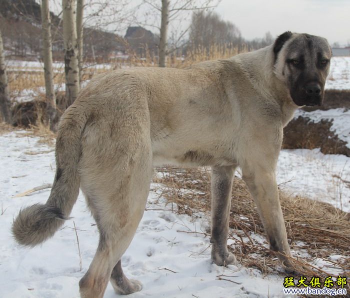 2015展示貴族名犬城土耳其坎高犬pk視頻 - 第3頁