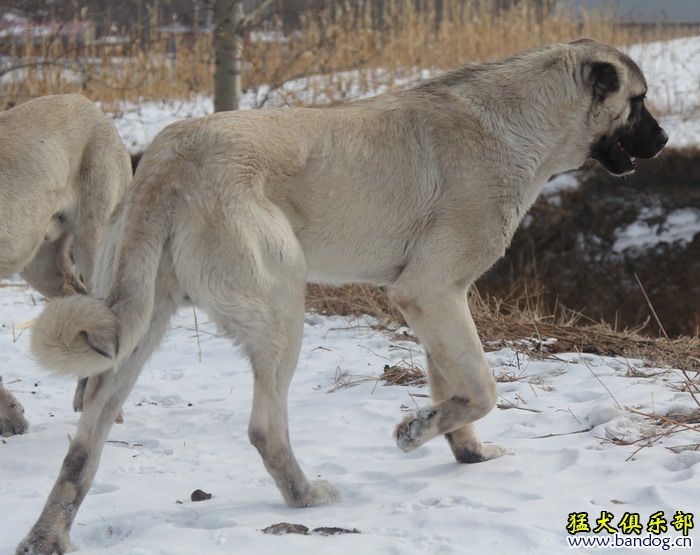 2015展示贵族名犬城土耳其坎高犬pk视频