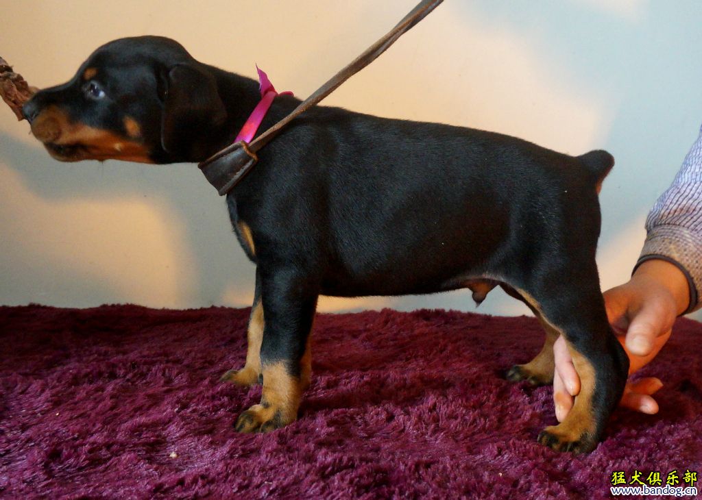南京拉风犬舍目前在售的3胎德系杜宾幼犬