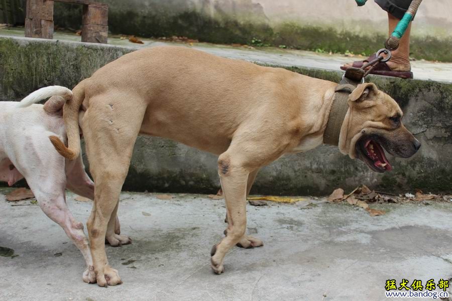 比特犬中国龙图片