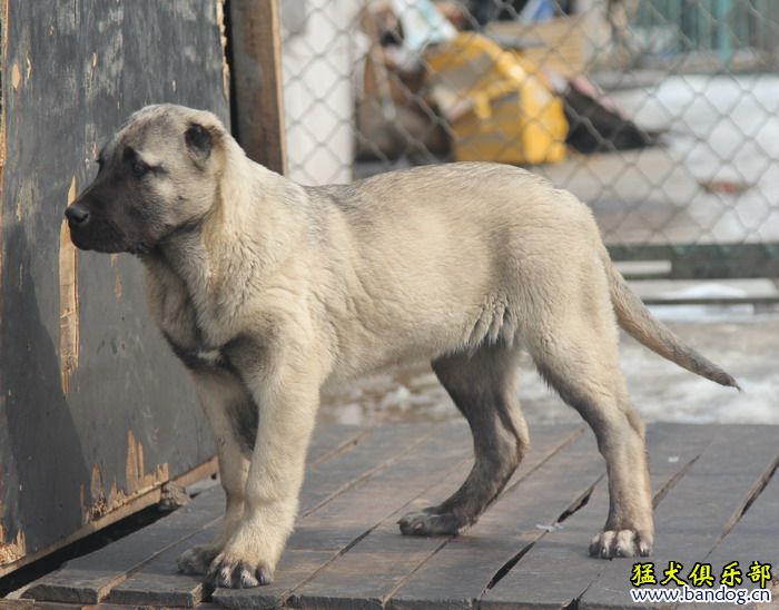 2015展示貴族名犬城土耳其坎高犬pk視頻 - 第3頁