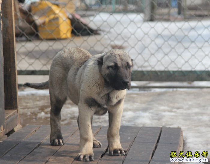 2015展示貴族名犬城土耳其坎高犬pk視頻