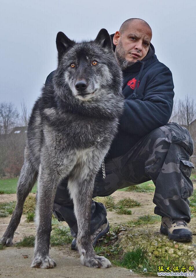 体型最大的狼犬图片