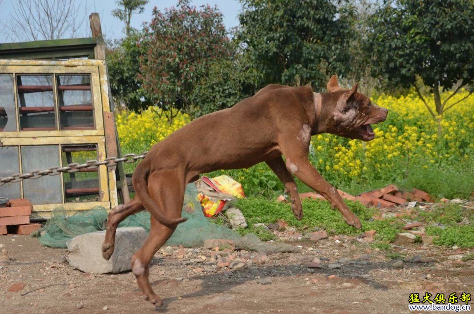 比特犬交易 - 猛犬俱樂部-中國具有影響力的猛犬網站 - powered by