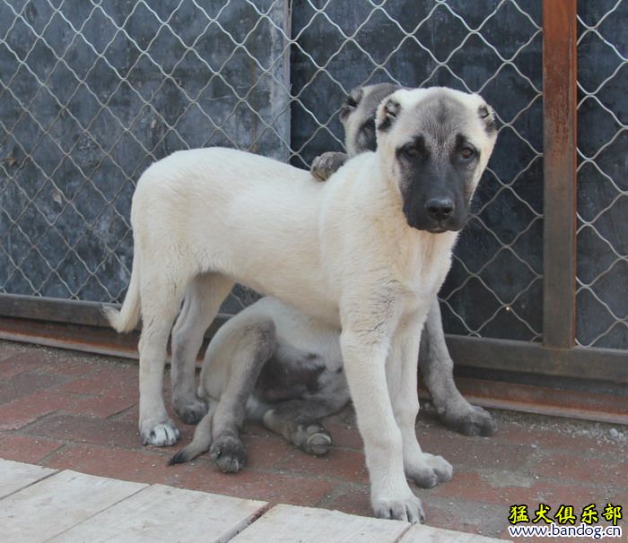 坎高犬图片大全 幼犬图片