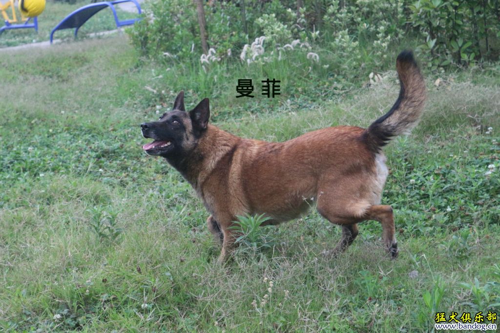 曼菲斯马犬原版图片图片