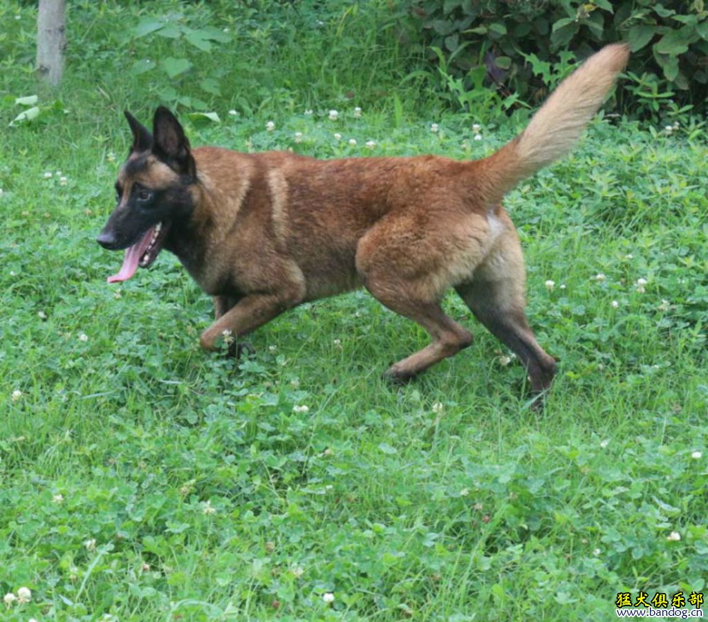 处理红色公马犬有视频