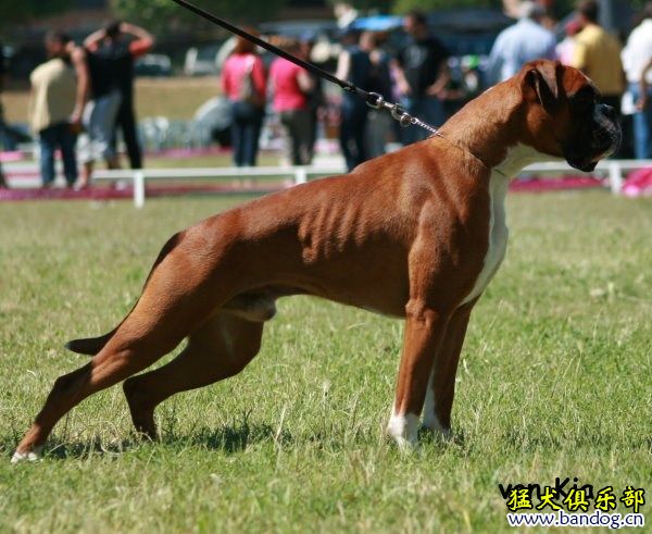 大力神之子---rasputin(高家莊德系拳師犬)