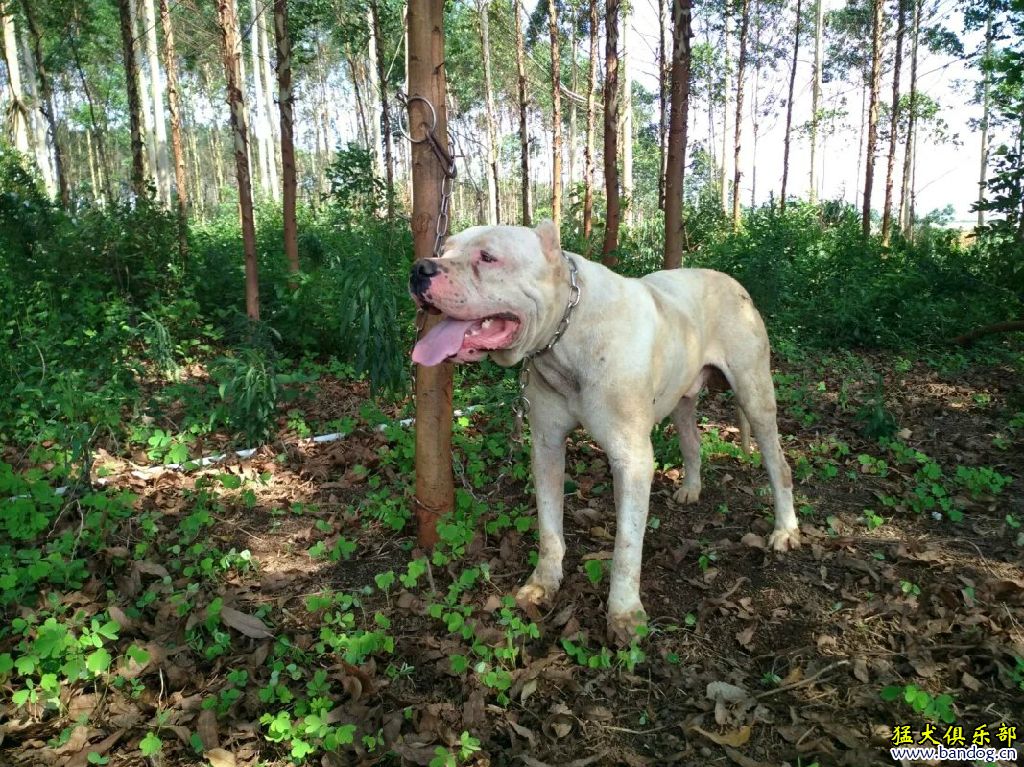 太仓犬打猎图片