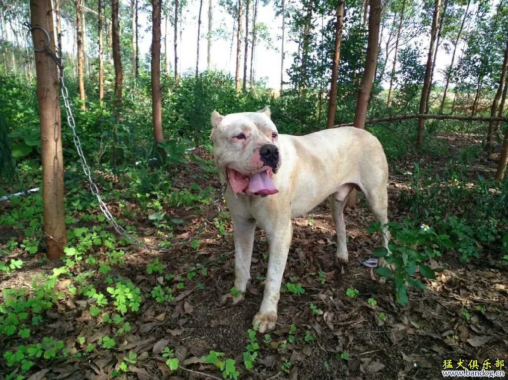 代友轉讓兩隻太倉小獵犬!杜高賣精子!