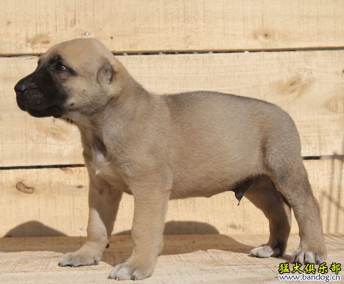 坎高犬图片大全 幼犬图片