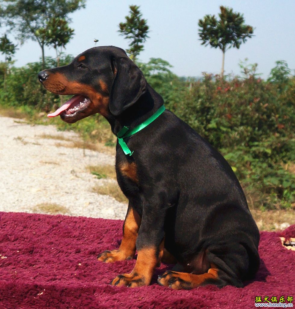 南京拉风犬舍出售一胎高品质幼犬(54天标准pose照)