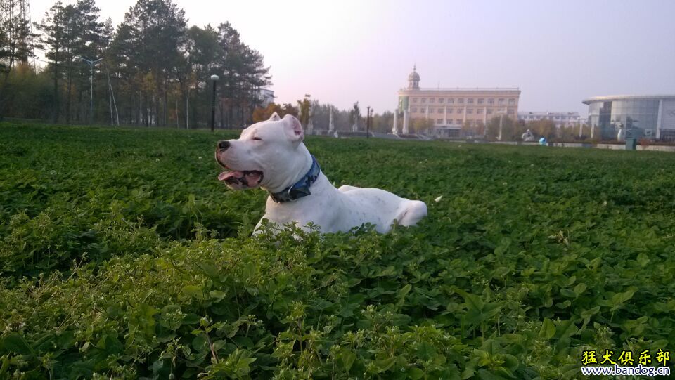 菩提兒子出售,撿便宜的勿擾 - 杜高犬交易 - 猛犬俱樂部-中國具有影響