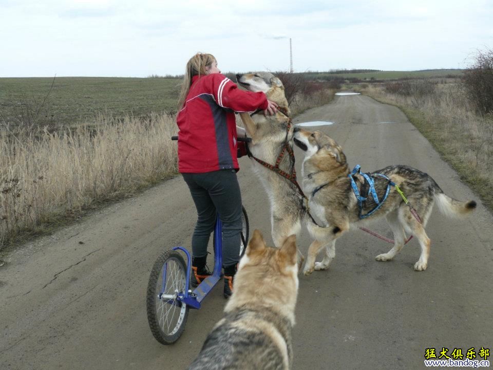 捷克狼犬拉车