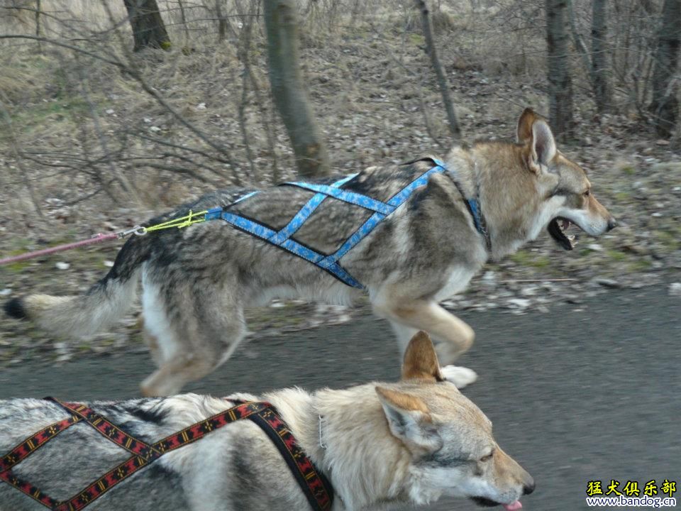 捷克狼犬拉车