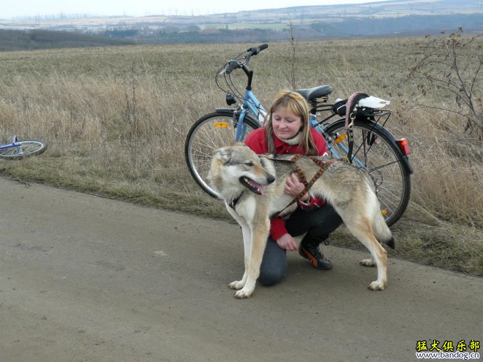 捷克狼犬拉车