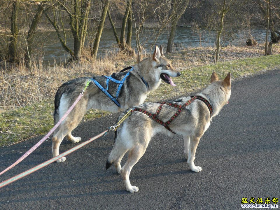 捷克狼犬拉车