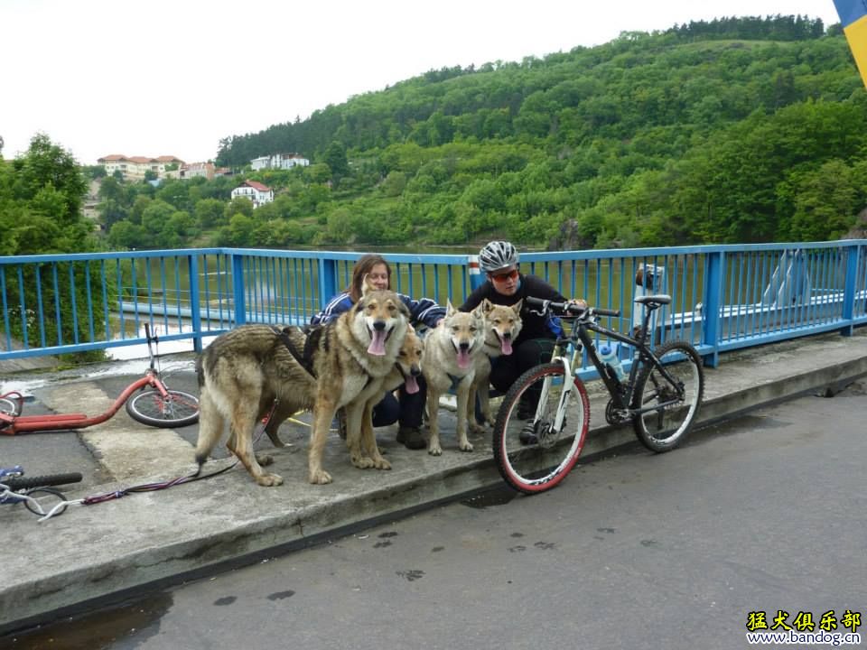 捷克狼犬拉车