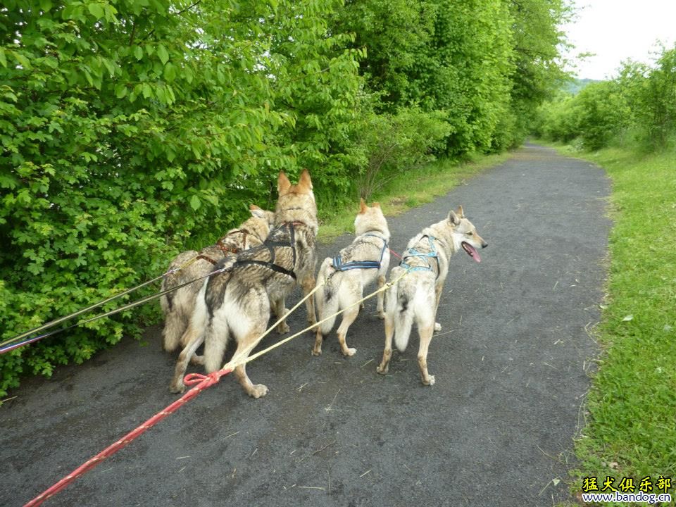 捷克狼犬拉车