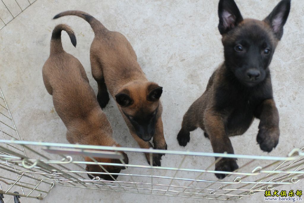 兩母一公小馬犬出售,漂亮,性格好,結構周正小耳朵.