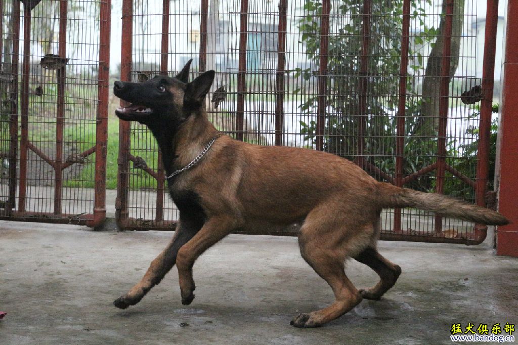 红褐色马犬图片图片