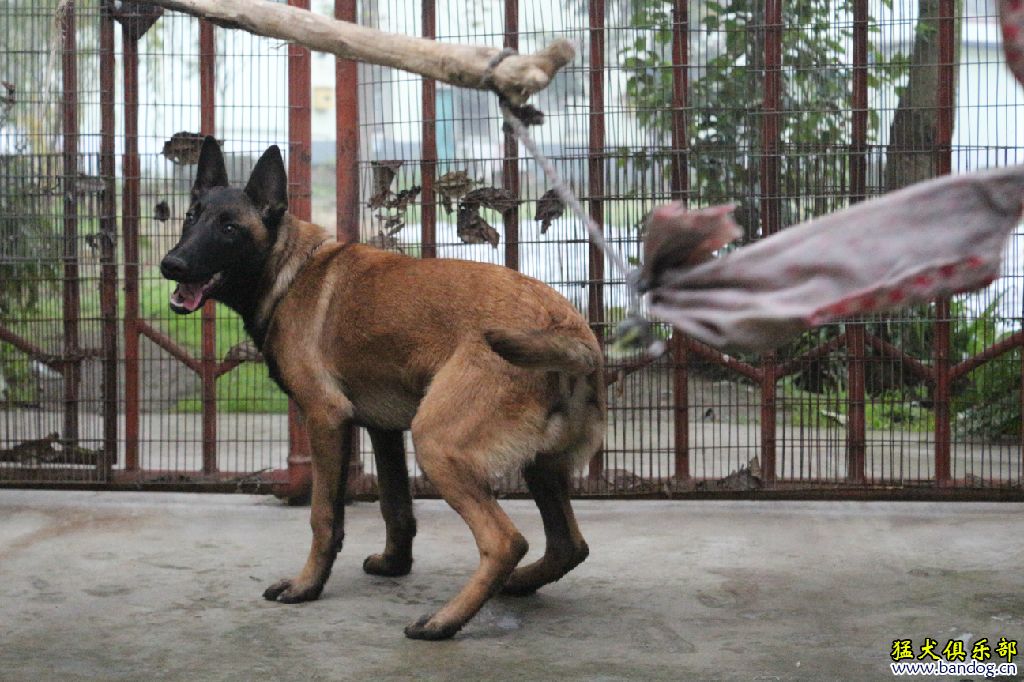 红褐色马犬图片图片