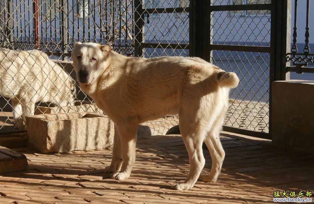 铖龙猛犬出售犬只