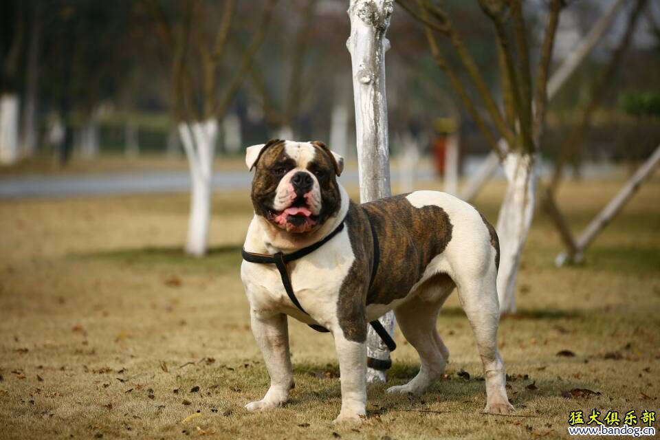 美牛彈頭新照 - 美國鬥牛犬 - 猛犬俱樂部-中國具有影響力的猛犬網站