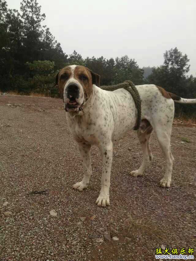 库达犬红袍图片图片