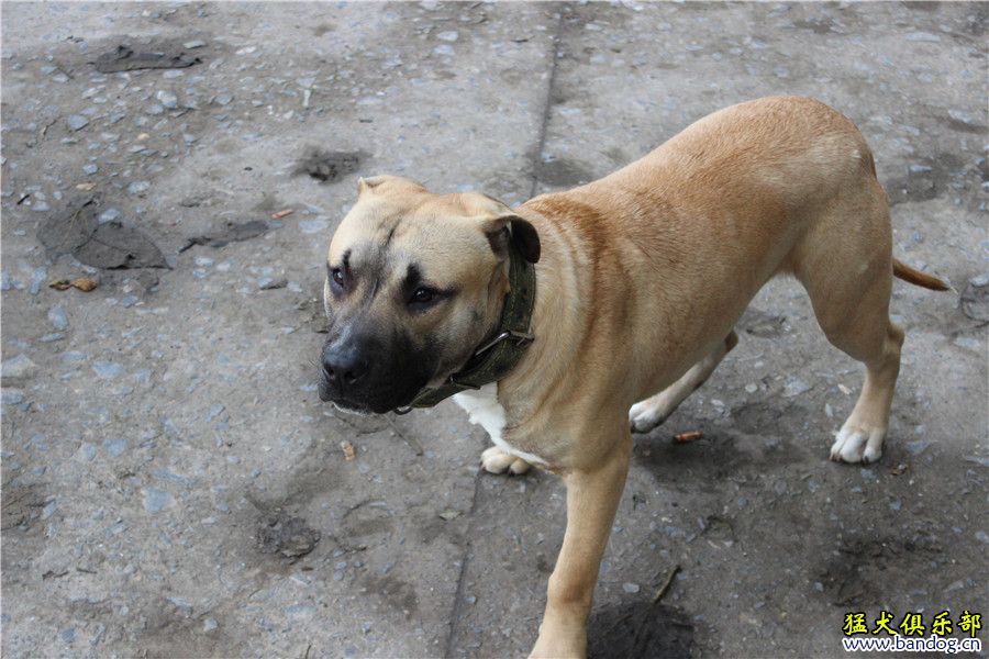 一只中国龙的孙子 比特犬 猛犬俱乐部-中国具有影响力的猛犬网站