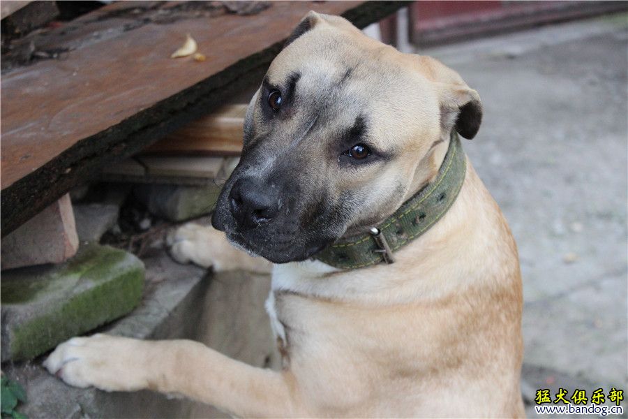 一隻中國龍的孫子 - 比特犬 - 猛犬俱樂部-中國具有影響力的猛犬網站