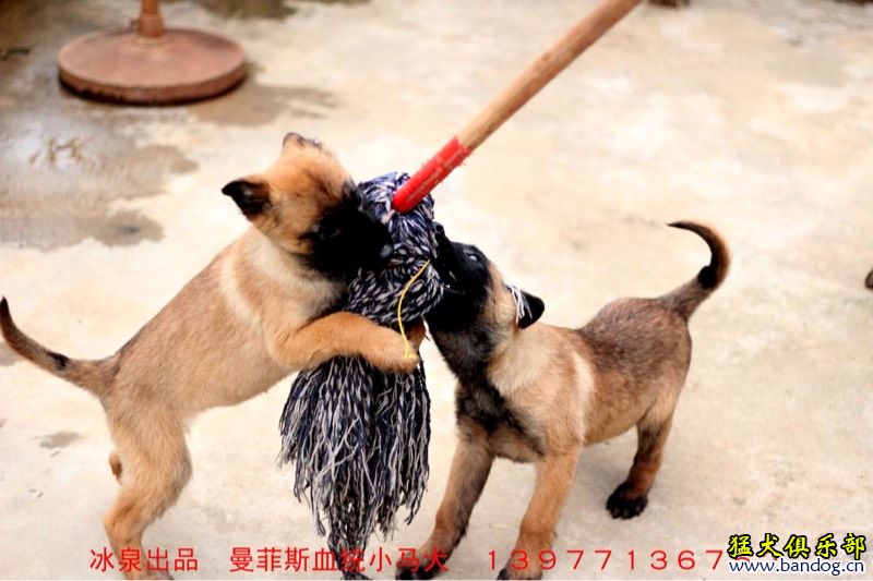 曼菲斯马犬原版图片图片