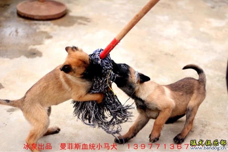 曼菲斯马犬原版图片图片