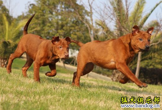 出售紅色泰皇脊背犬幼犬一公一母