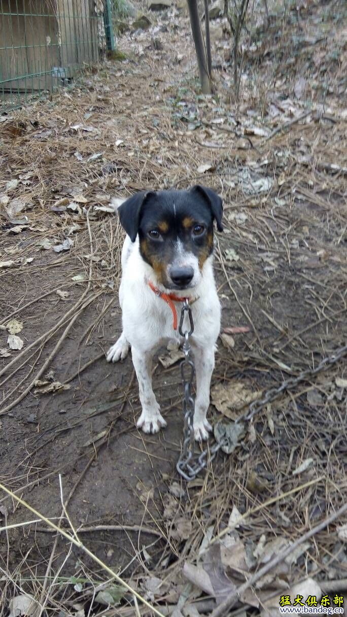 太仓犬打猎图片