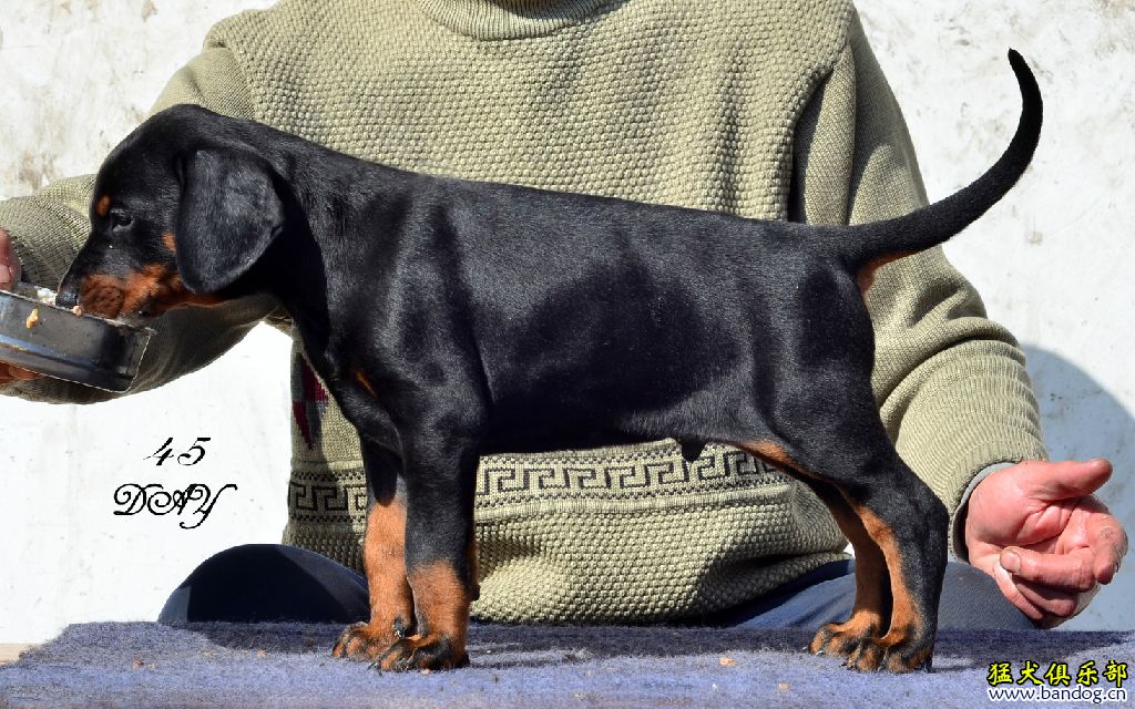 棕色杜宾犬和黑色杜宾图片