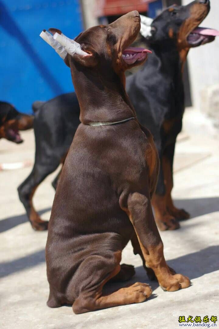 四個月杜賓幼犬出售