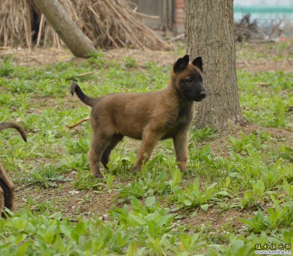 一对小马犬