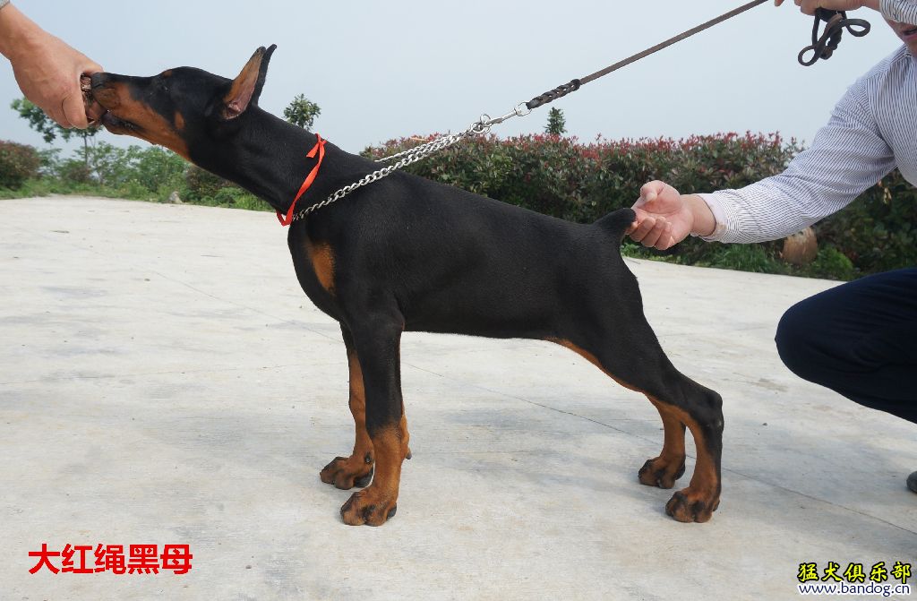 南京拉風犬捨出售安德烈斯的4條高品質母犬 - 杜賓犬交易 - 猛犬