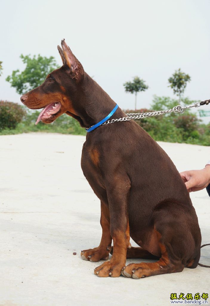 南京拉風犬捨出售安德烈斯的4條高品質母犬 - 杜賓犬交易 - 猛犬