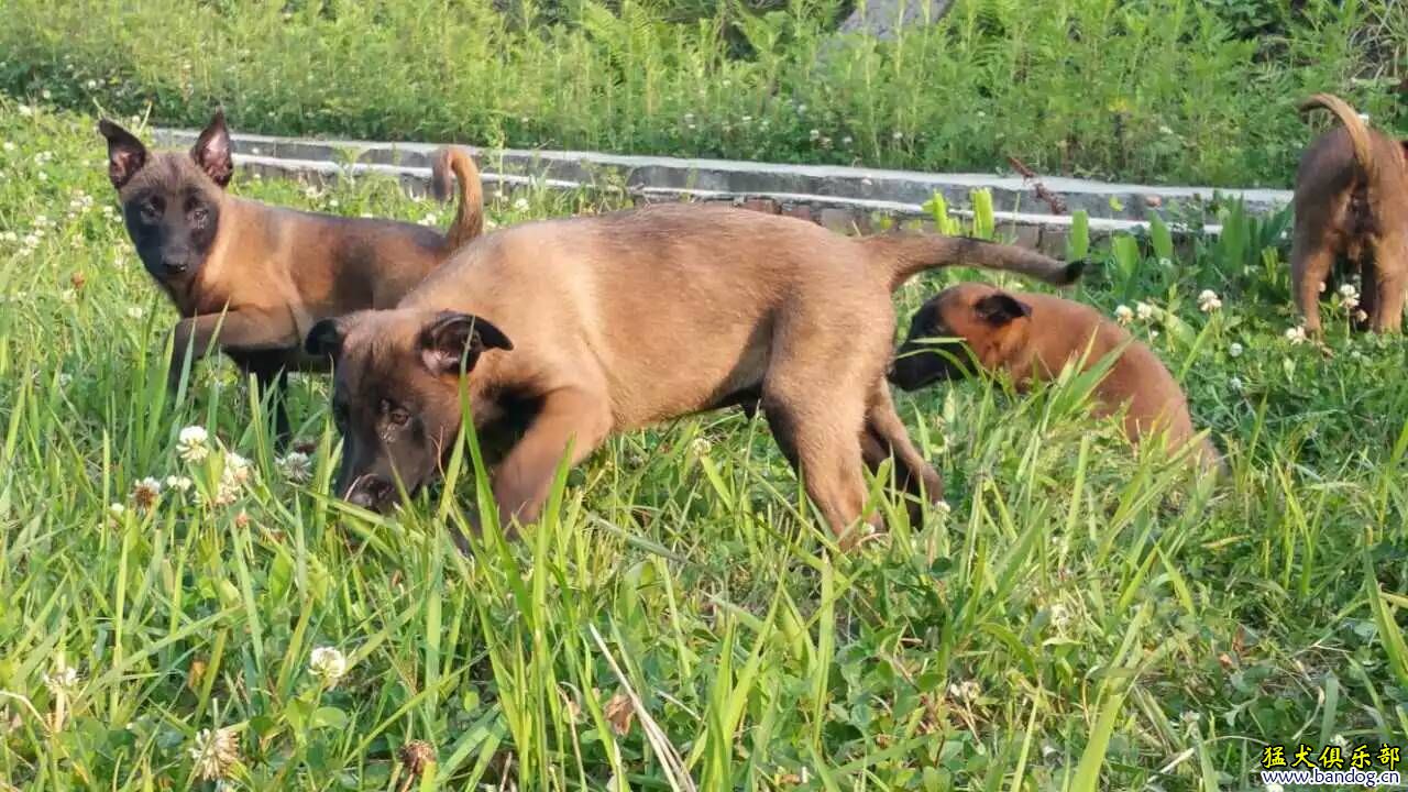 马犬与杜宾生的串图片图片