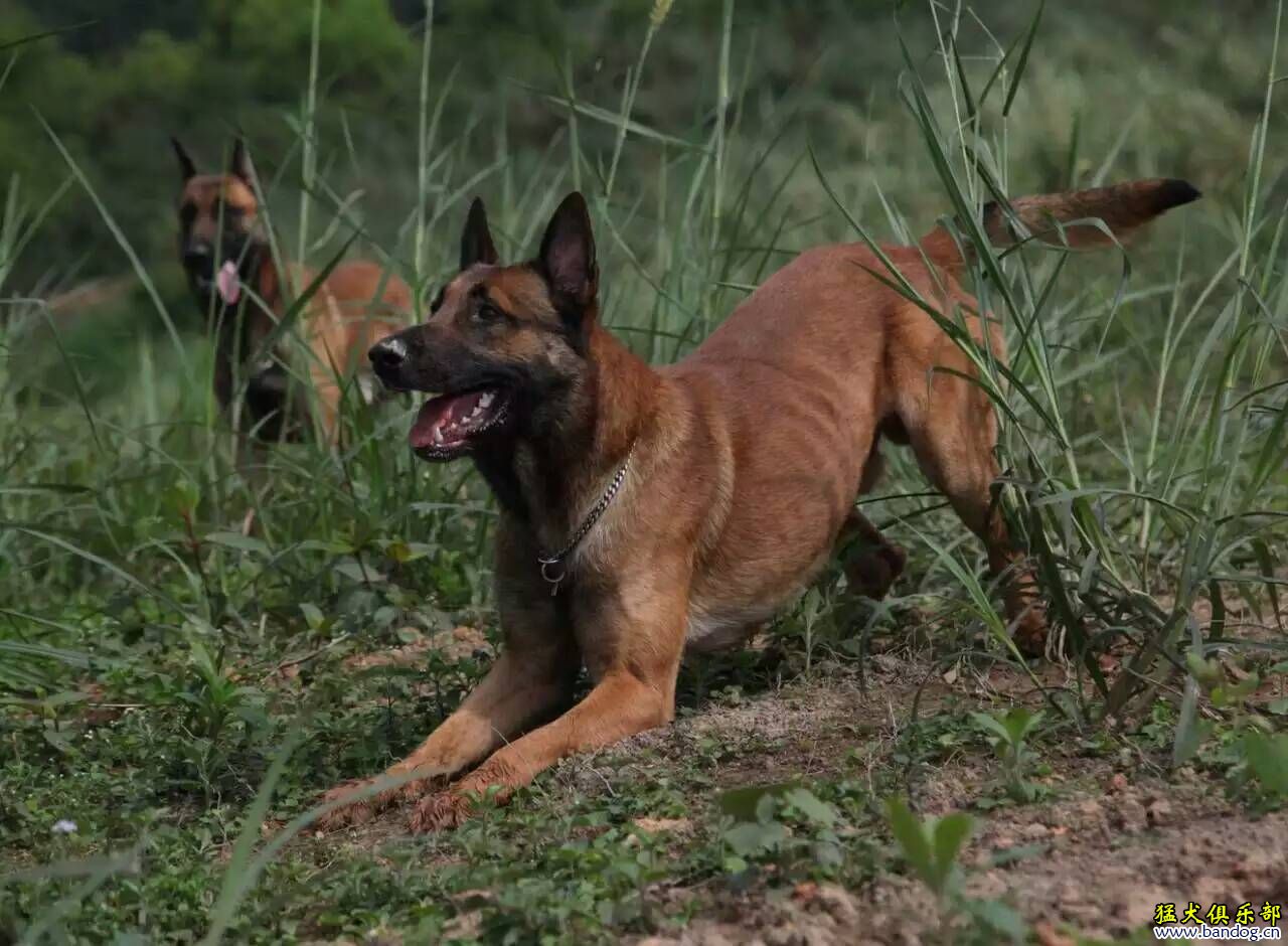 出馬犬,東德,杜賓幼犬 價格優惠.