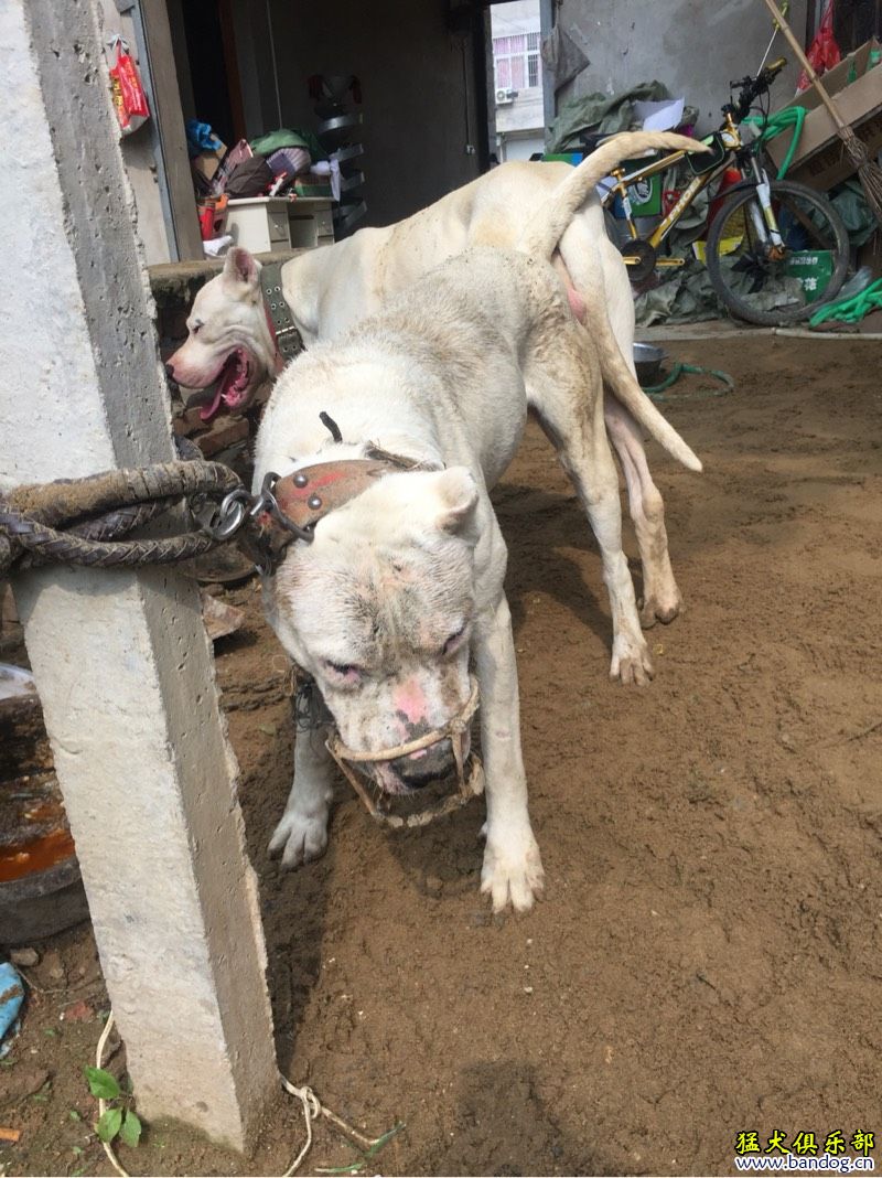 子彈的日子 - 杜高犬 - 猛犬俱樂部-中國具有影響力的猛犬網站